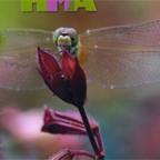 Horticultural Media Association News - Cover.